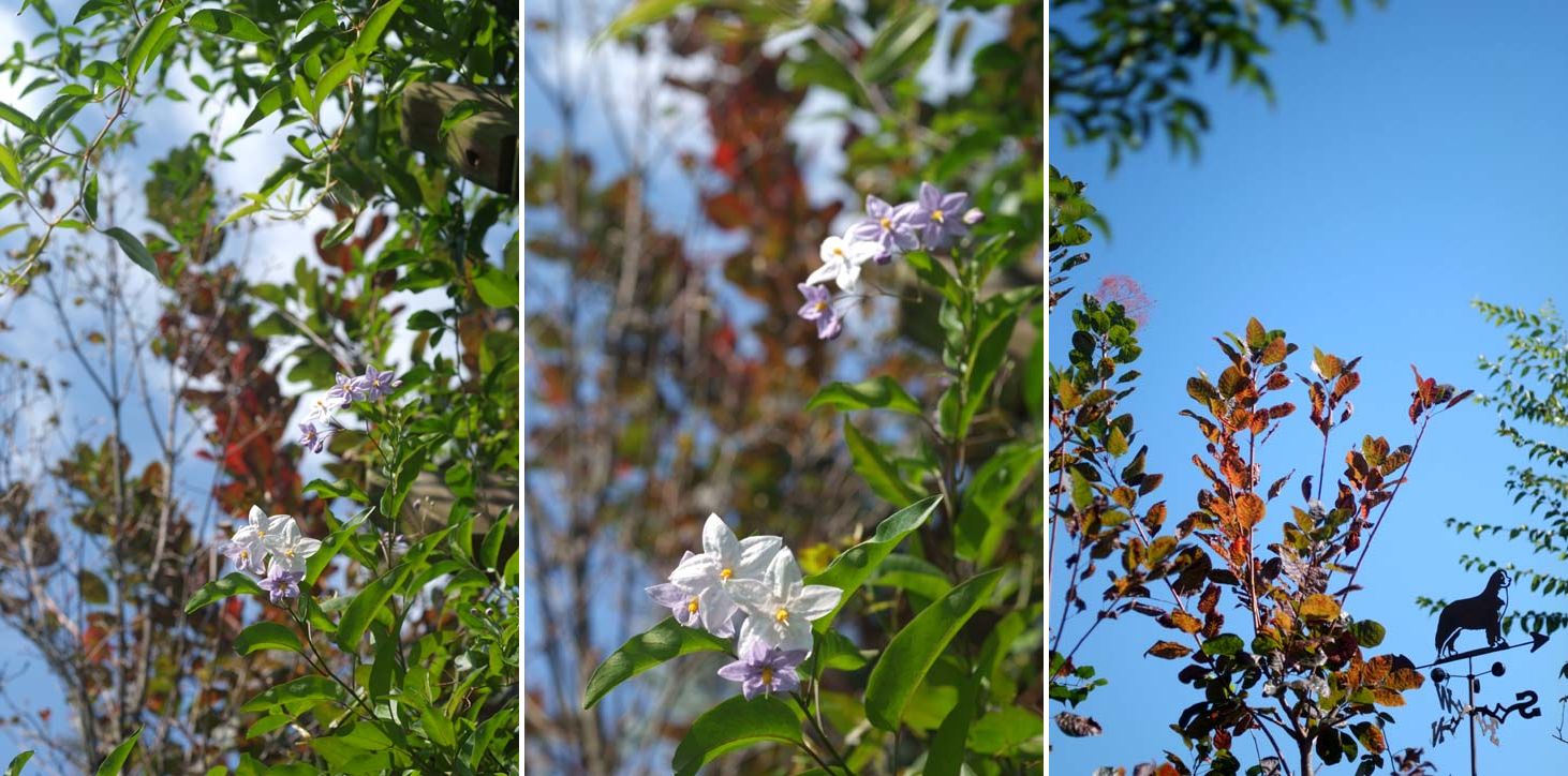 玄関先の花を植え替えた日、お庭の秋バラがちらほらと～♪_b0075541_14245713.jpg