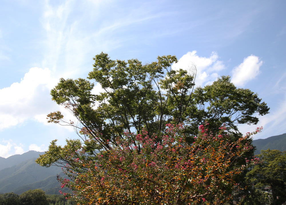 葛城市　屋敷山公園　秋色_c0108146_2255092.jpg