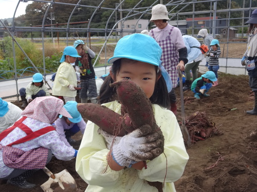 ゆり組さん　さつま芋掘りに行ってきました！_d0166047_11393964.jpg