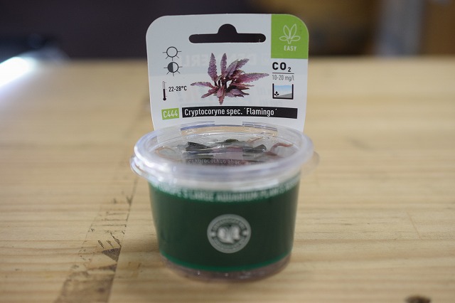 水草カップの珍種入荷 アクア エフ の入荷情報 水草カップの珍種入荷 アクア エフ の入荷情報