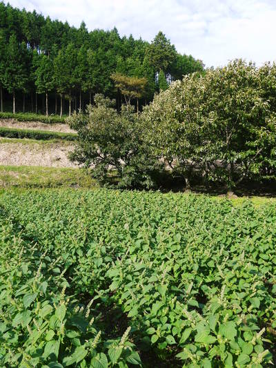 無農薬・無化学肥料で育てる「菊池水源産エゴマ」 エゴマの花が咲きました!!_a0254656_1758454.jpg