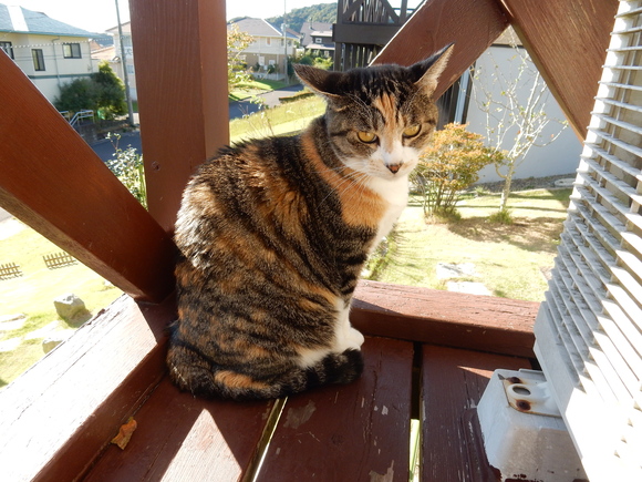 ’15,10,8(木)散歩の3つのお得!_f0060461_15381415.jpg