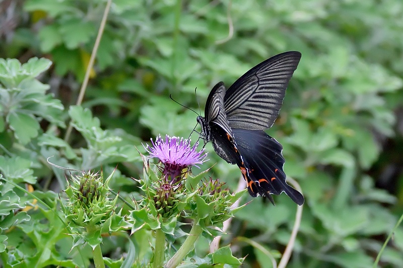 ヒサマツ初挑戦…敗退2（2015/9/27）_f0031682_16364583.jpg