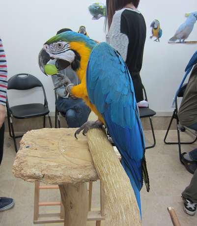 Macaw meeting_f0234590_8591415.png