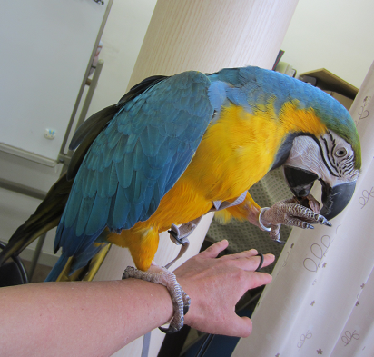 Macaw meeting_f0234590_859222.png