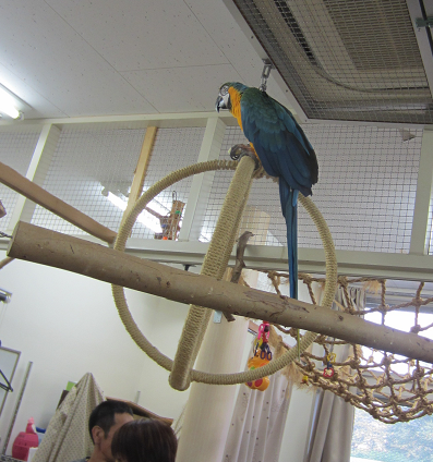 Macaw meeting_f0234590_859825.png