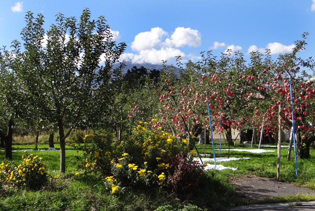リンゴ畑と岩木山の秋色風景_a0136293_17253581.jpg