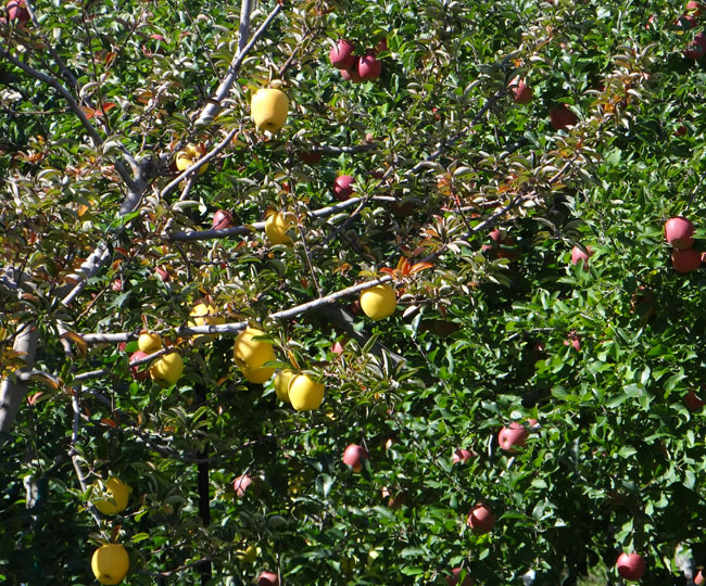 リンゴ畑と岩木山の秋色風景_a0136293_17313380.jpg