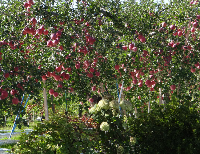 リンゴ畑と岩木山の秋色風景_a0136293_17325318.jpg