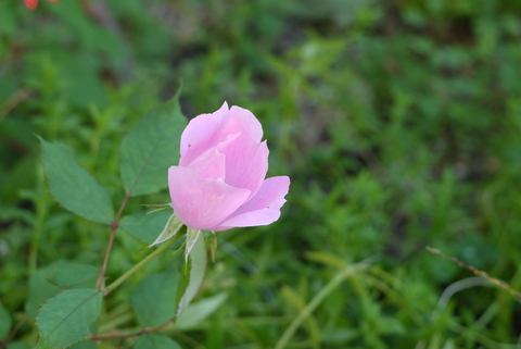 花のある暮らし。_b0116313_23515956.jpg