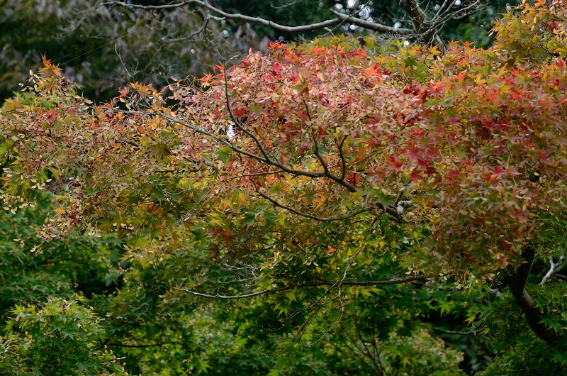 虫食い＆枯れもみじ_b0230131_11395058.jpg