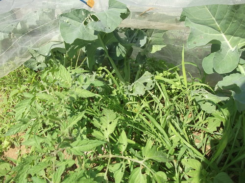 初冠雪の富士山....野菜が草に埋もれて.._b0137932_2046971.jpg