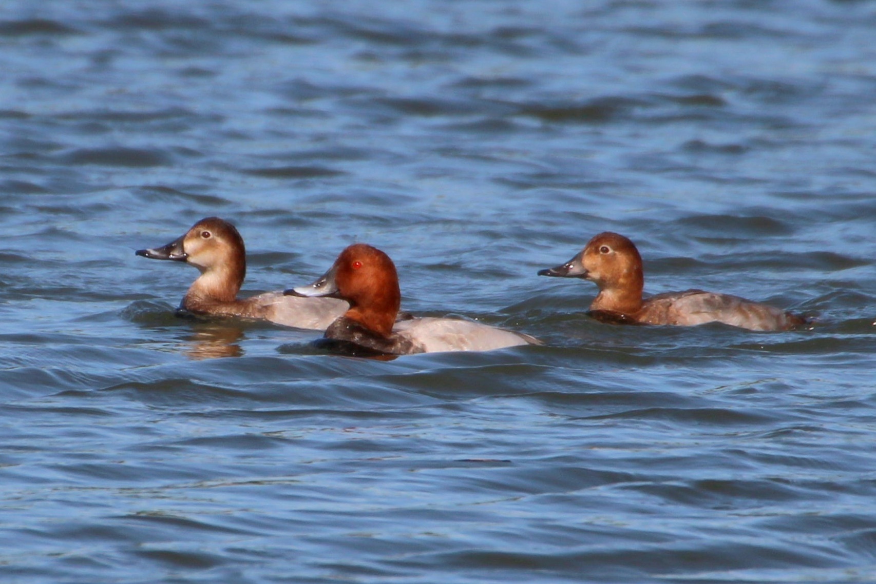 2015.10.8 主役はもう居ませんでした・東京港野鳥公園・ヨシゴイ他（There was not the leading role anymore）_c0269342_21493620.jpeg