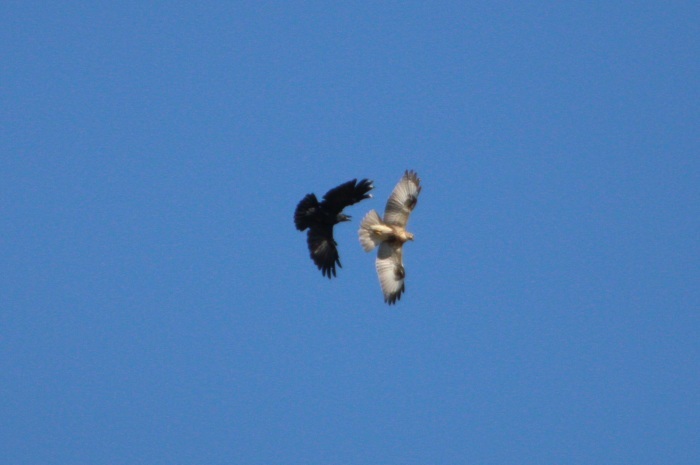 2015.10.8 主役はもう居ませんでした・東京港野鳥公園・ヨシゴイ他（There was not the leading role anymore）_c0269342_21550565.jpeg