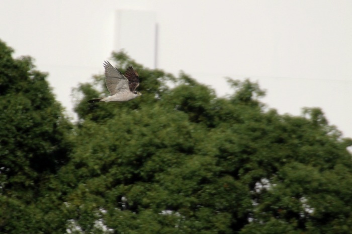 2015.10.8 主役はもう居ませんでした・東京港野鳥公園・ヨシゴイ他（There was not the leading role anymore）_c0269342_21572515.jpeg