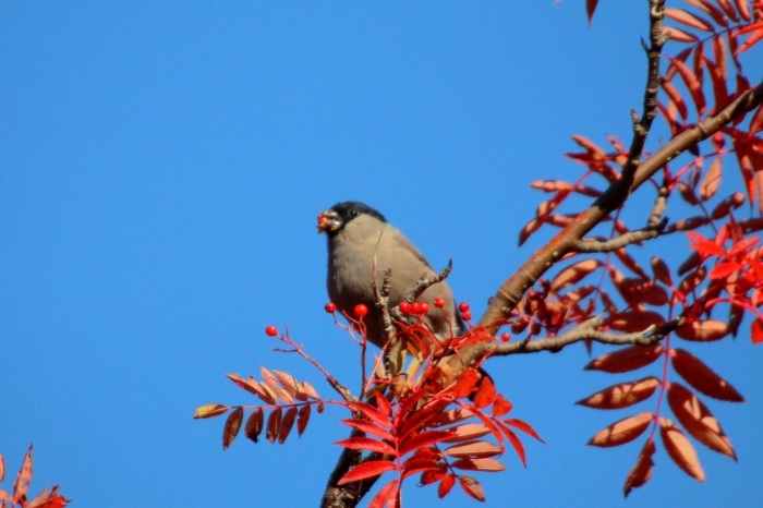 2015.10.9 紅葉の下見・富士山五合目・ホシガラス他（Preliminary inspection of colored leaves）_c0269342_23423880.jpeg