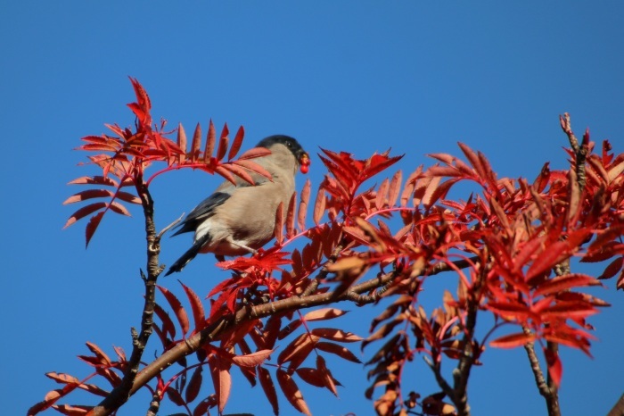 2015.10.9 紅葉の下見・富士山五合目・ホシガラス他（Preliminary inspection of colored leaves）_c0269342_23431676.jpeg