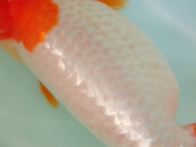 f0334143_8105669.jpg