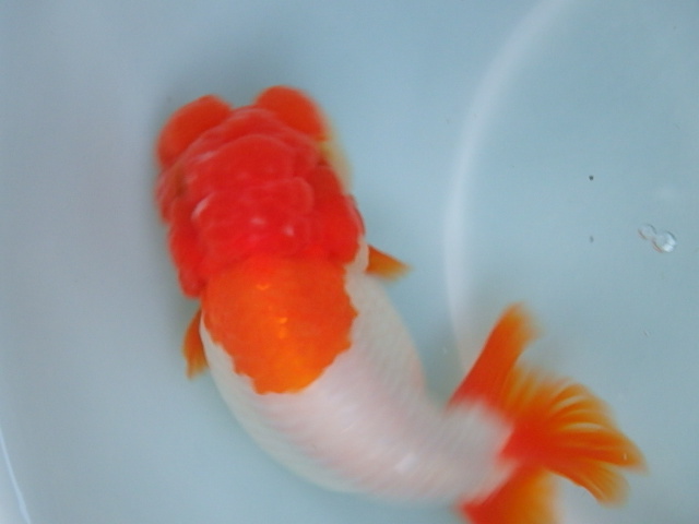 f0334143_8113335.jpg