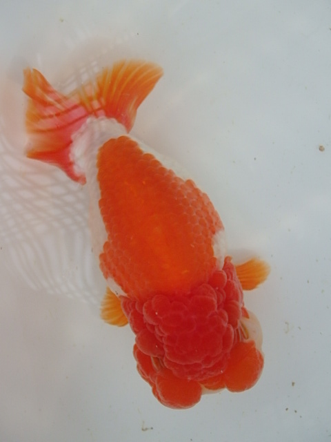 f0334143_8122484.jpg