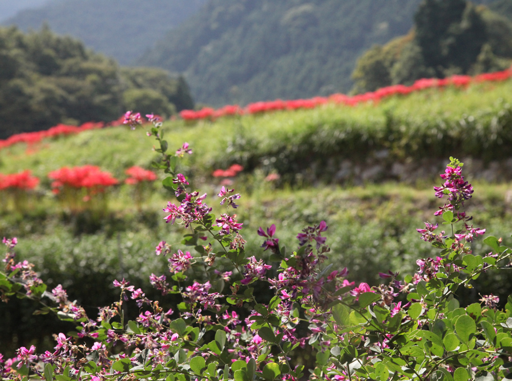 御所市　橋本院　彼岸花　赤とんぼ　萩_c0108146_21353657.jpg