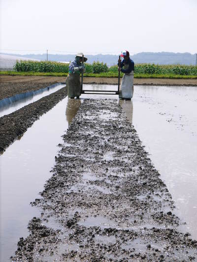 平成27年度新米!熊本の美味しいお米(菊池水源棚田米、砂田のれんげ米、七城米)予約受付スタート! _a0254656_2044146.jpg