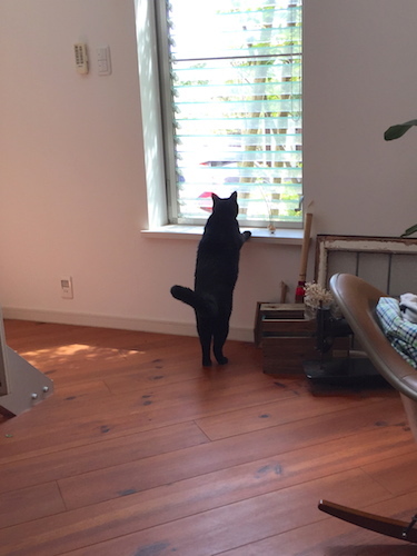 黒猫 ガーナ です!_a0335560_18022909.jpg