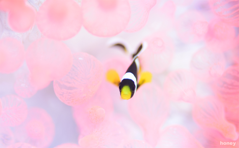 ♡PINK♡みなべ・田辺_e0158261_10574977.jpg