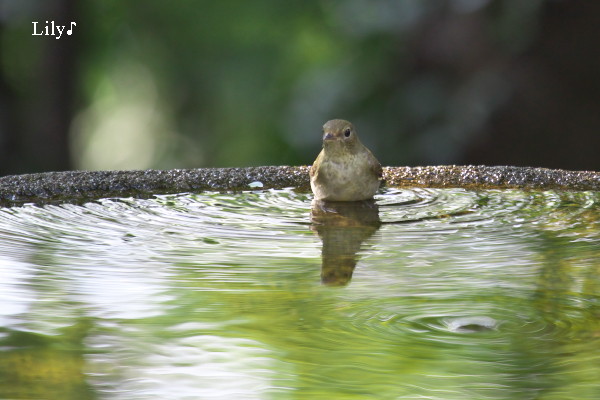 こころの奥深くに ＊ 鳥天使キビタキ_e0166574_20543142.jpg