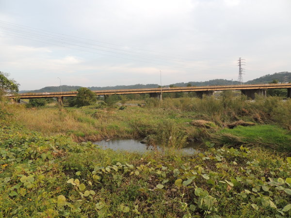 碓氷川　カワセミがいた_e0273175_18392010.jpg