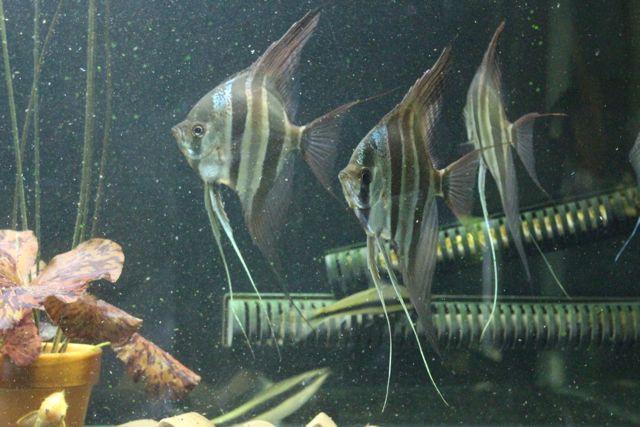 アルタムエンゼル１年経過 上州えび