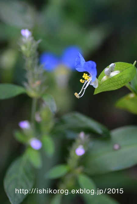 ツユクサとイヌタデの花_a0223379_16442916.jpg