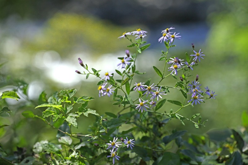 f0000789_20194873.jpg