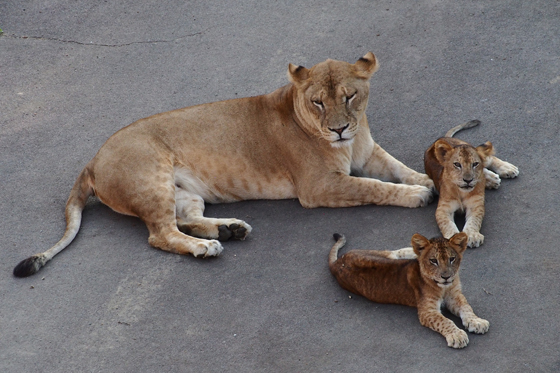 多摩動物公園撮影会_b0016600_1063157.jpg