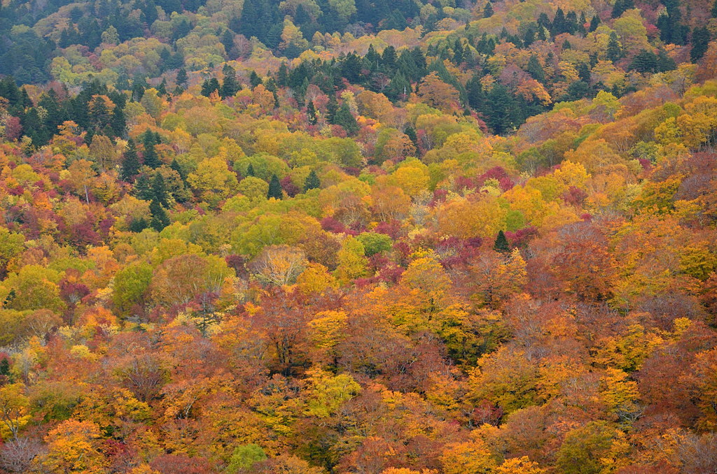 西吾妻スカイバレー　錦平からの紅葉_e0268304_15060911.jpg