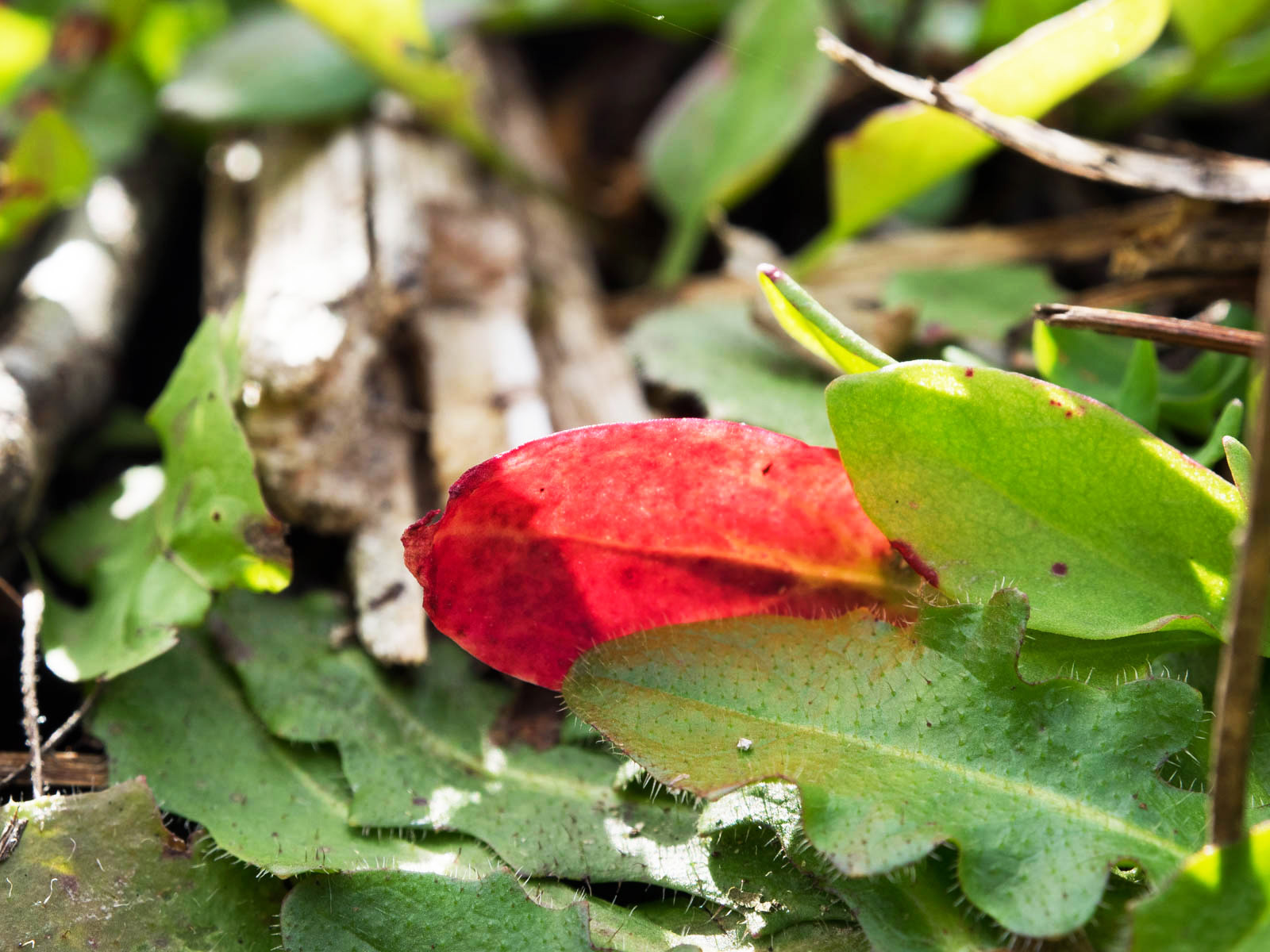 小さな紅葉_c0033513_223737.jpg