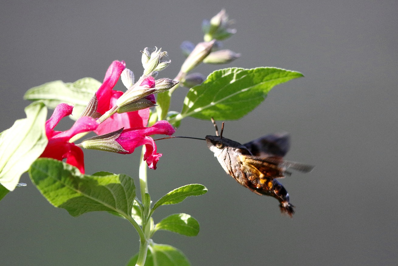 ホシホウジャクとチェリーセージの花 蜜 私の鳥撮り散歩 ホシホウジャクとチェリーセージの花 蜜 私の鳥撮り散歩