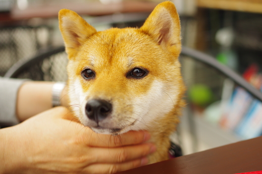Ilioでサロンシャンプーと豊洲まちなみ公園の犬部フェスタにお出かけ 極小豆柴あんず日記 Ilioでサロンシャンプーと豊洲まちなみ公園の犬部フェスタにお出かけ 極小豆柴あんず日記