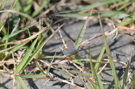 c0353632_11441640.jpg