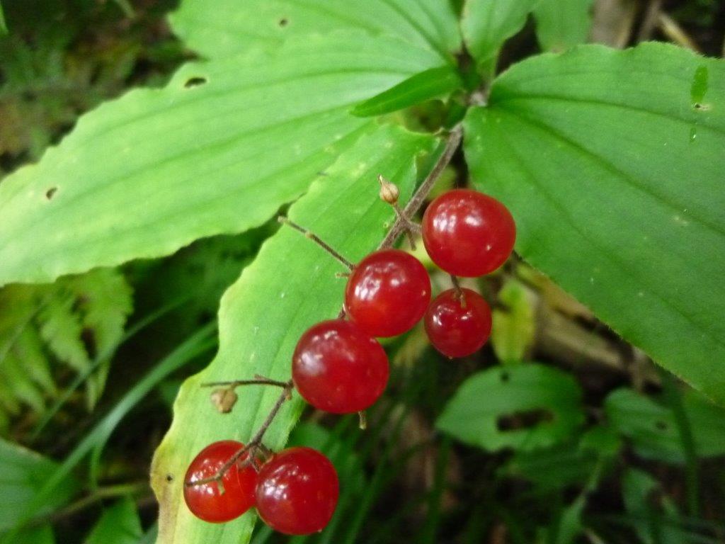 9/24 （木） 立山・大日三山 ③ （ 大日小屋～称名 ）_b0298935_22264917.jpg