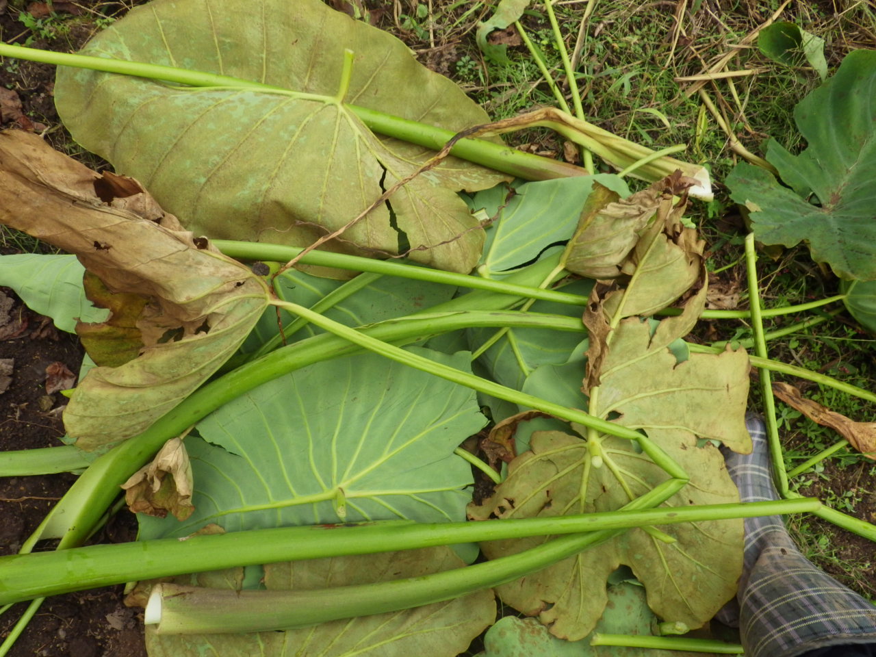 里芋の茎切り済ませました チドルばぁばの家庭菜園日誌パート２