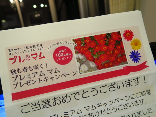 花の苗が当たりました ニッキーののんびり気まま暮らし 花の苗が当たりました ニッキーののんびり気まま暮らし