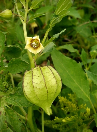 センナリホオズキの実と花 オオセンナリも 花追い日記