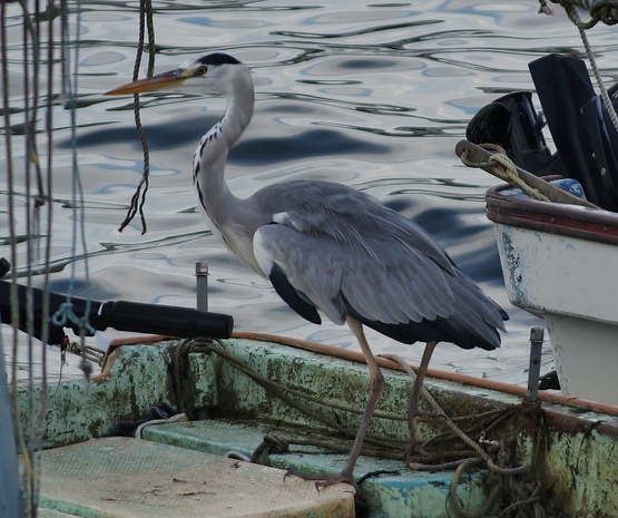 宍道湖の朝を歩く（３）白潟公園の船着き場のアオサギ_b0063958_834181.jpg