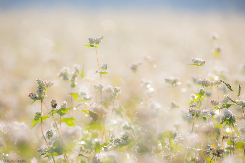 西予市　蕎麦の花 part3_c0363266_21140398.jpg