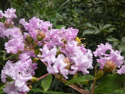 a0053480_06230541.jpg
