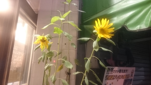 「季節外れのひまわり」_a0075684_0582270.jpg