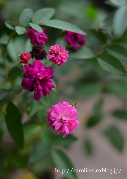 秋薔薇が咲きだしました　　Autumn Roses have Started Blooming in My Garden_d0025294_22163465.jpg