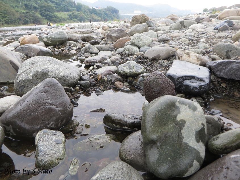 神奈川県央の流水性水生甲虫_b0348205_16523015.jpg