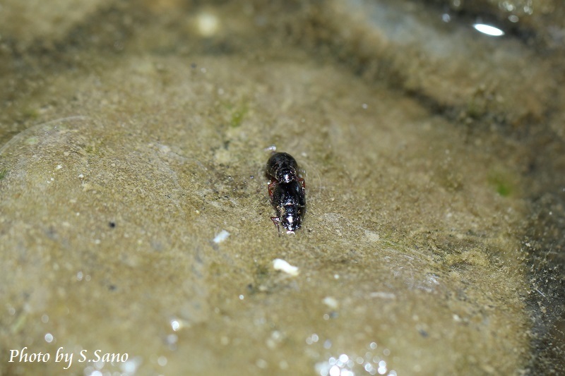 神奈川県央の流水性水生甲虫_b0348205_16530692.jpg
